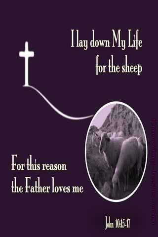 John 10:17 I Lay Down My Life For The Sheep (purple)